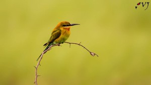 Blue-tailed Bee-eater - நீலவால் பஞ்சுருட்டான்